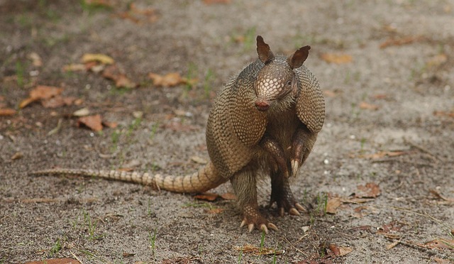 armadillo armadillo