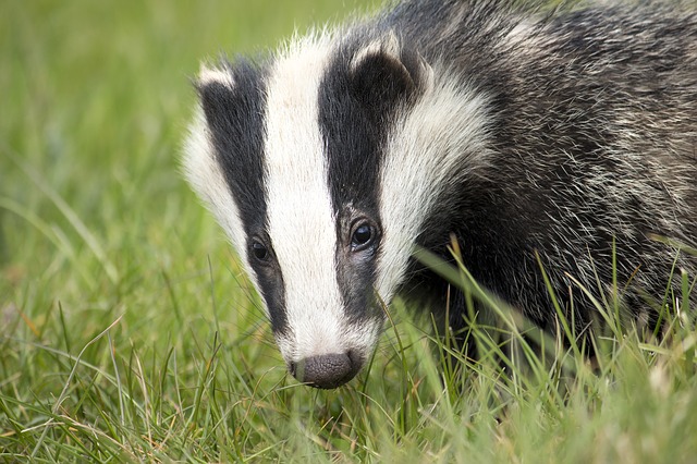 badger badger