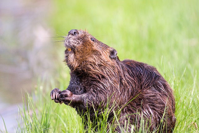 beaver beaver