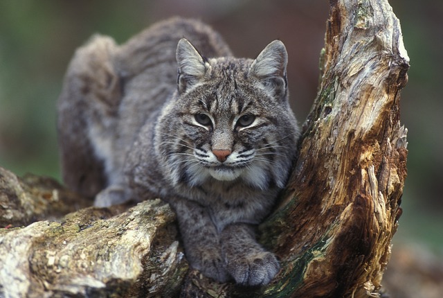 bobcat bobcat