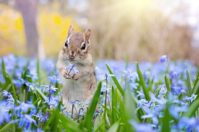 chipmunk