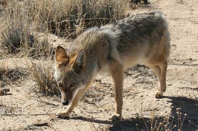 coyote coyote