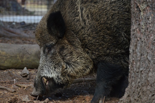 feral-pig