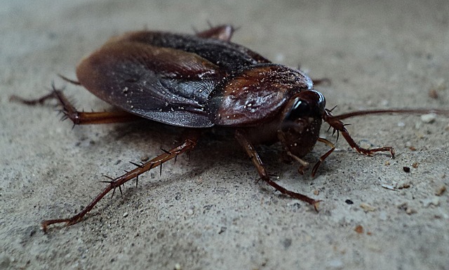 insect