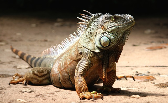 lizard