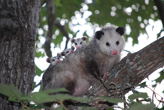 possum possum