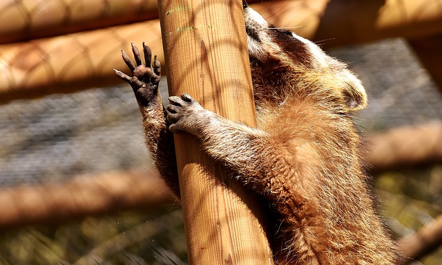 raccoon raccoon