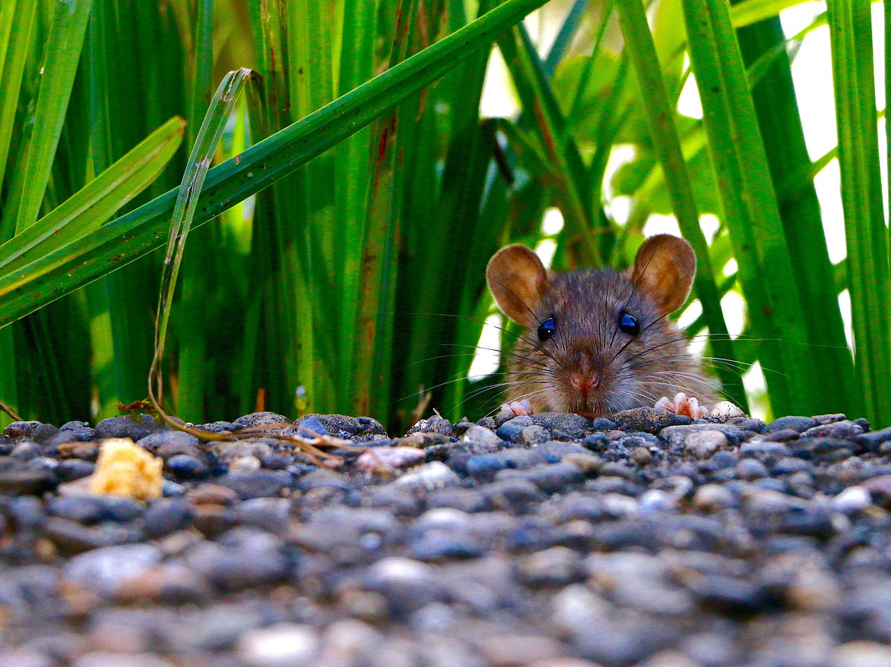 rat rat