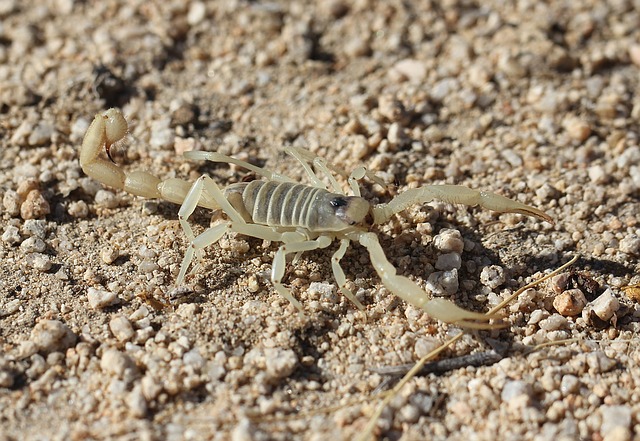 scorpion