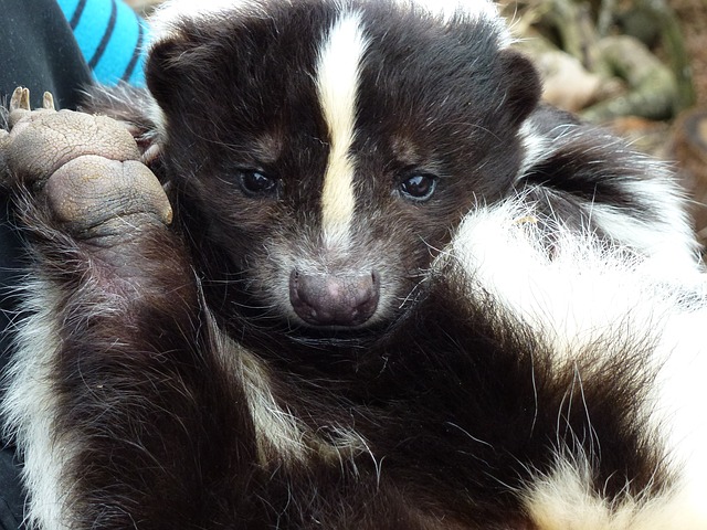 skunk skunk