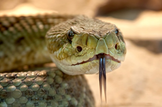 snake snake