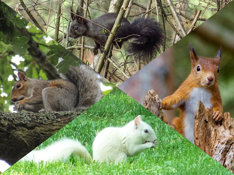 squirrel squirrel
