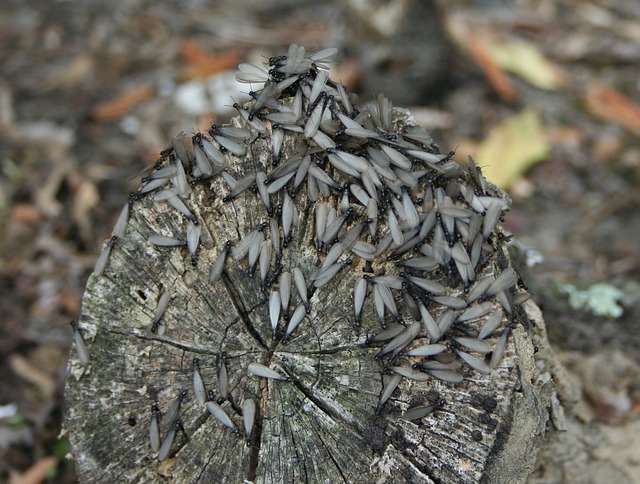 termite